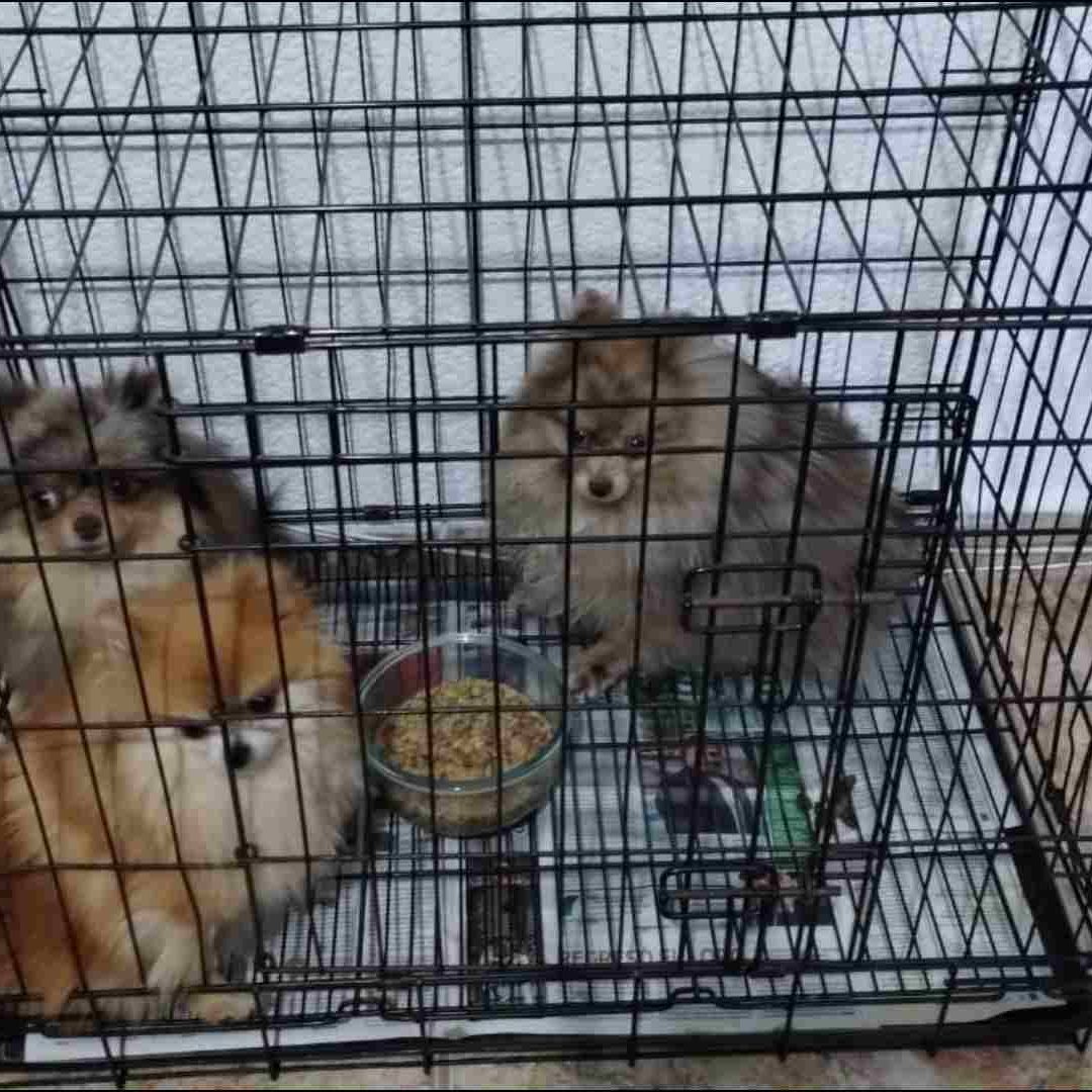 Perros y animales rescatados por maltrato animal en Edomex