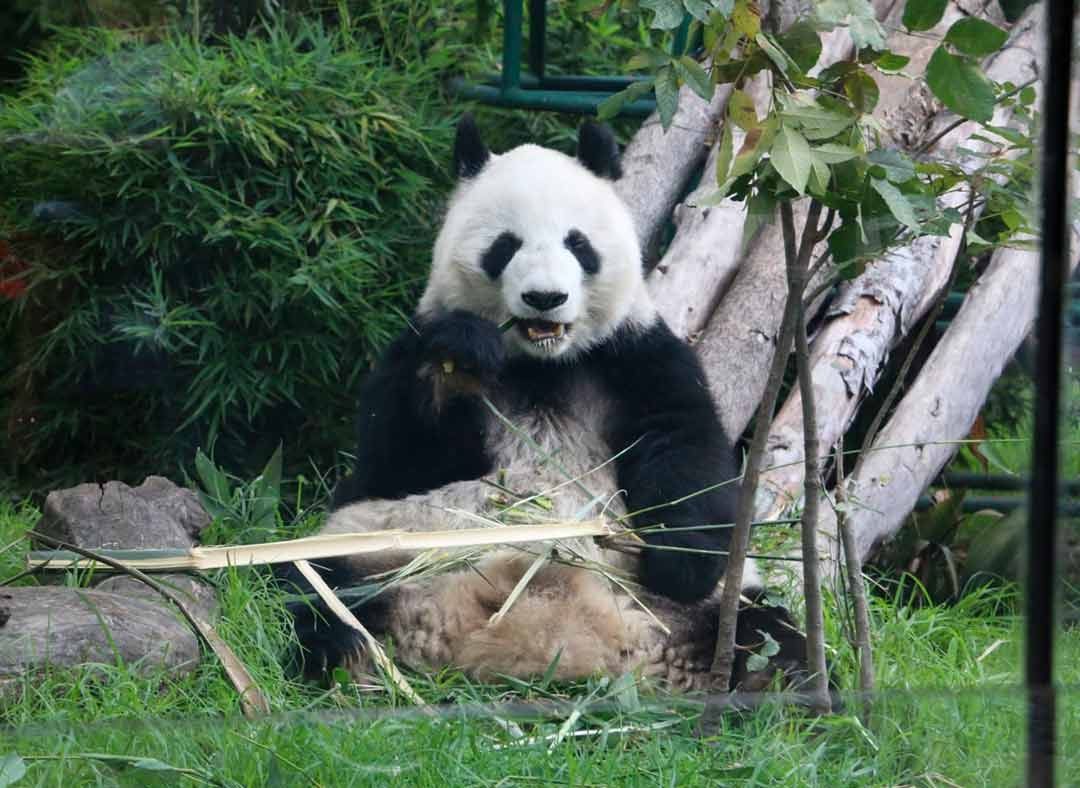 Festival Bosque de Chapultepec: Animalística 2023