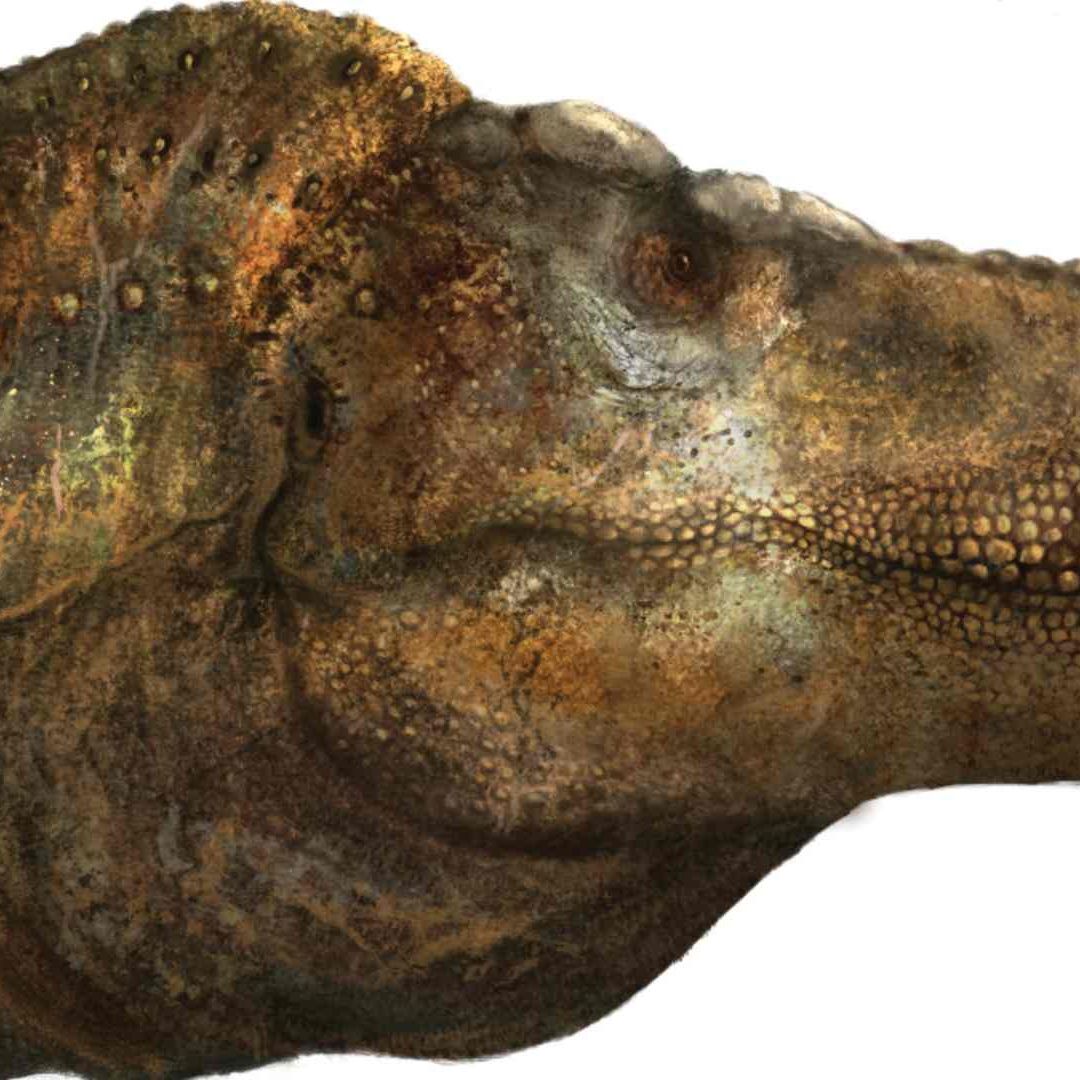 Los Tyrannosaurus Rex No Presumían Dientes, Tenían Labios