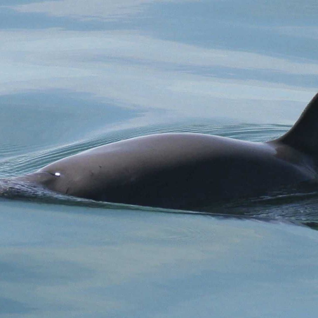 Cuenta Regresiva Hacia la Extinción: Vaquita Marina