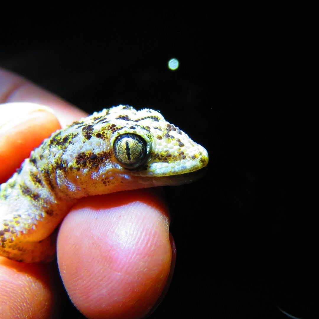 Descubren Nueva Especie de Gecko en México en la Reserva de la Biosfera Tehuacán-Cuicatlán