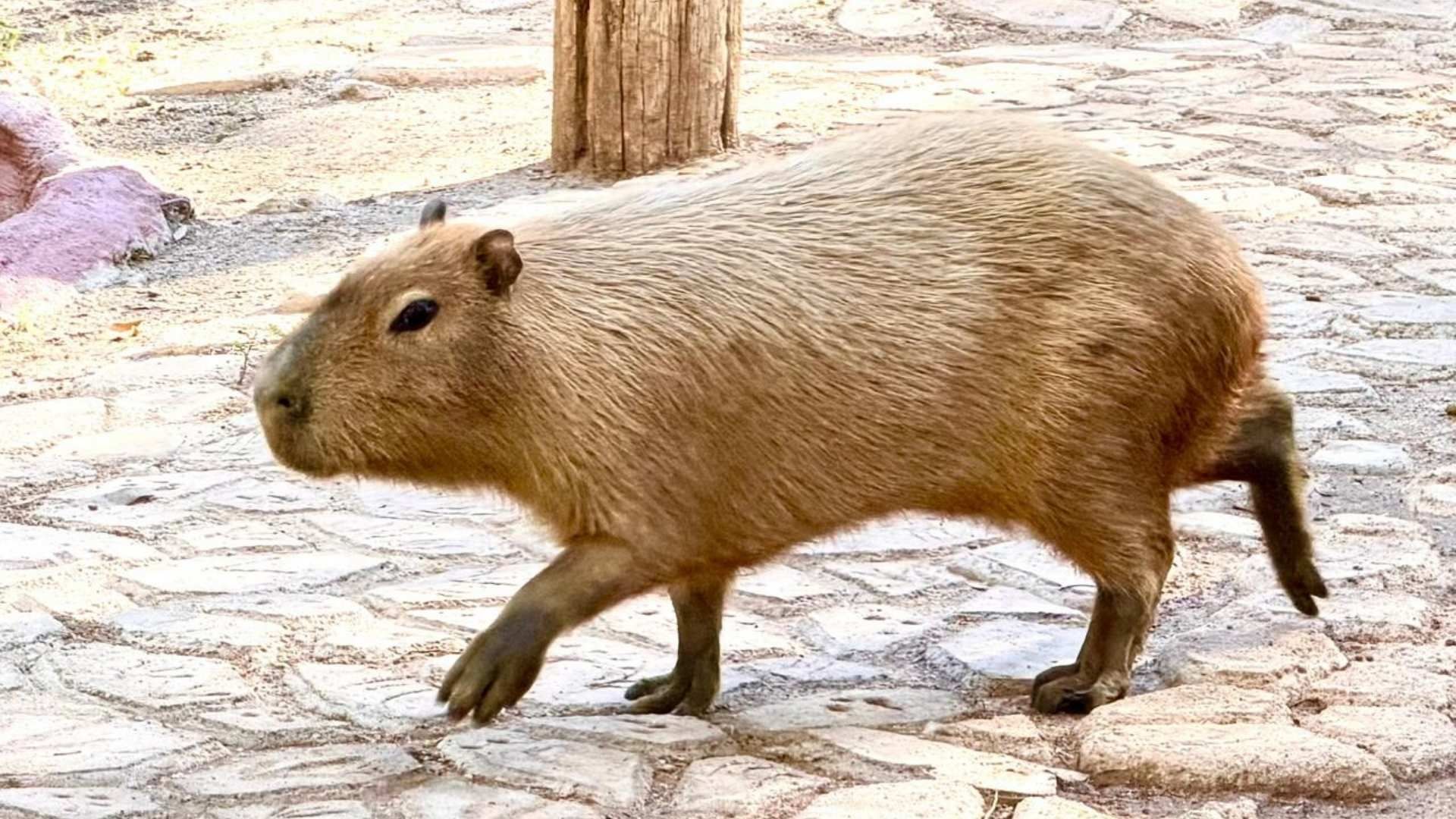 Capibara en el Bosque y Zoológico de la Ciudad de Mexicali