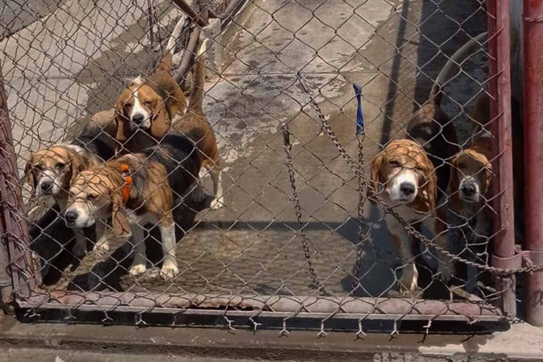 Rescatan a perros enjaulados en Texcoco