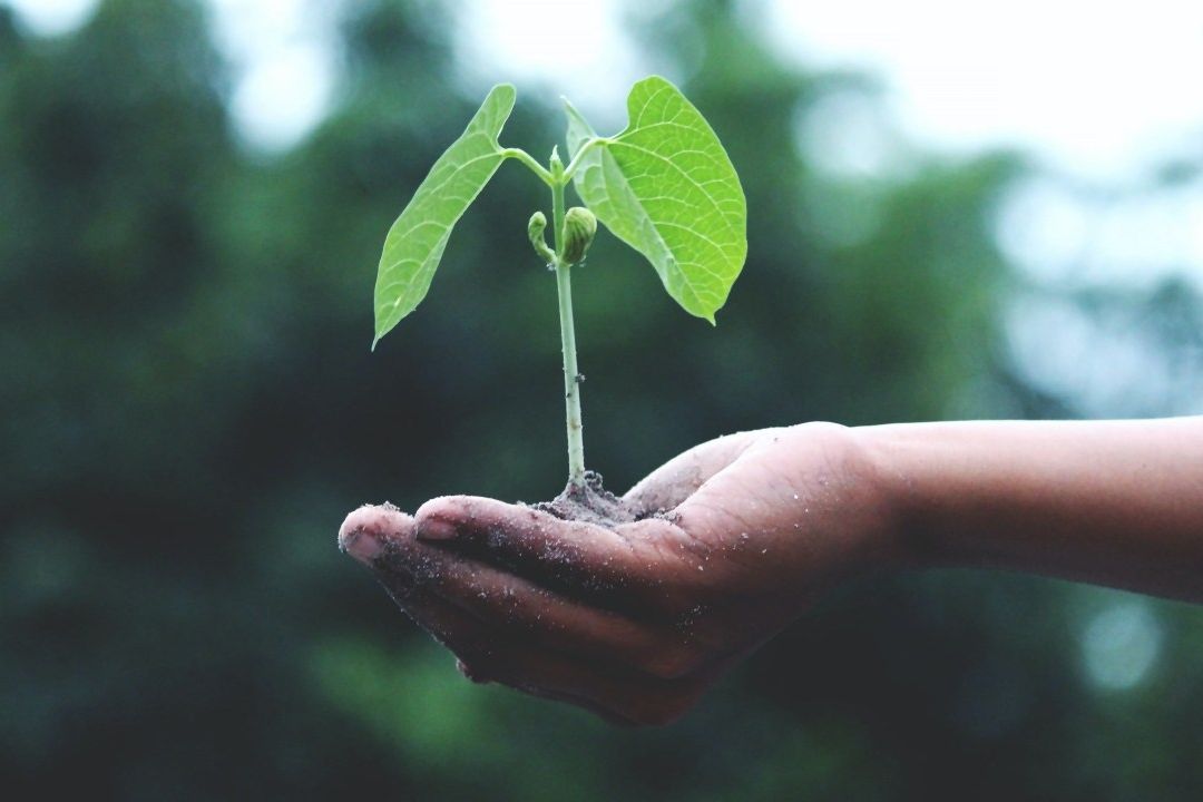 Uruguay y Chile lanzaron una guía conjunta de educación ambiental ante crisis climática