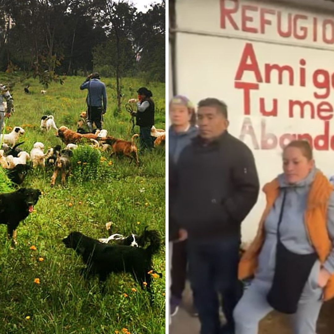 Desalojan Refugio Franciscano para Animales en Cuajimalpa, CDMX: “Llegaron y Rompieron Puertas”