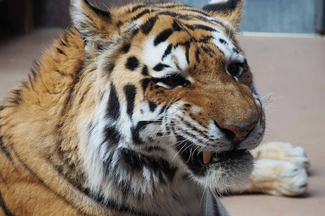 Tras persecución, rescatan a tigre de bengala encadenado en Culiacán