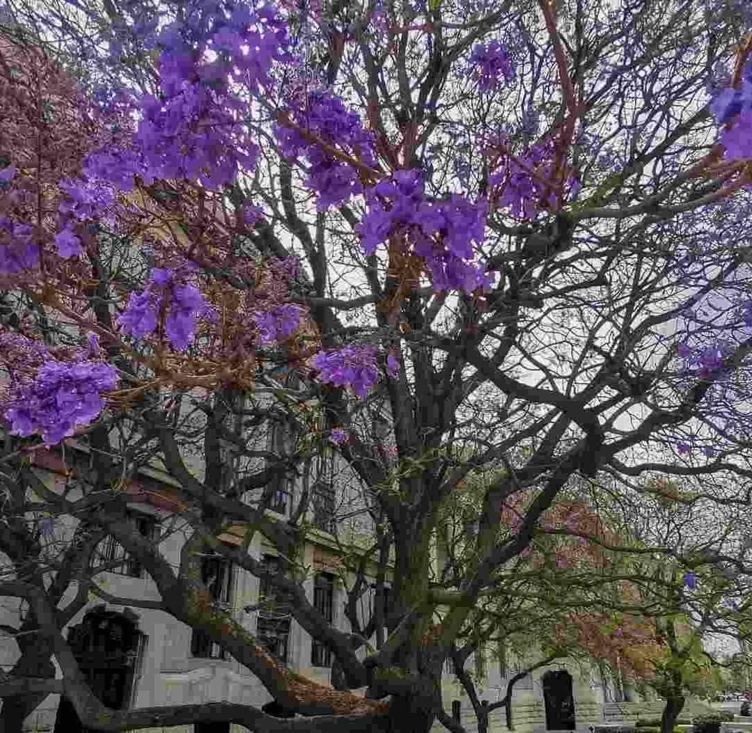 Jacarandas de CDMX, Atacadas por el Muérdago