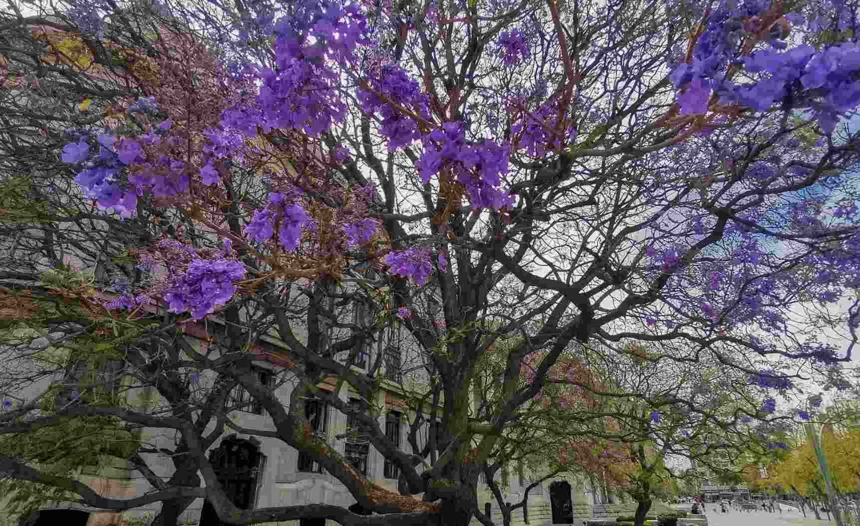 Jacarandas de CDMX, Atacadas por el Muérdago