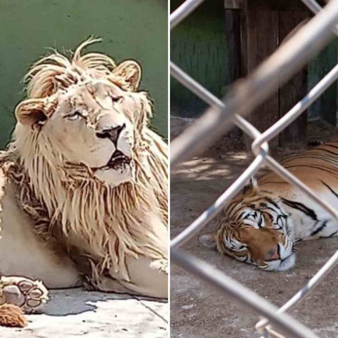 Animales decomisados en cateo en Huixquilucán