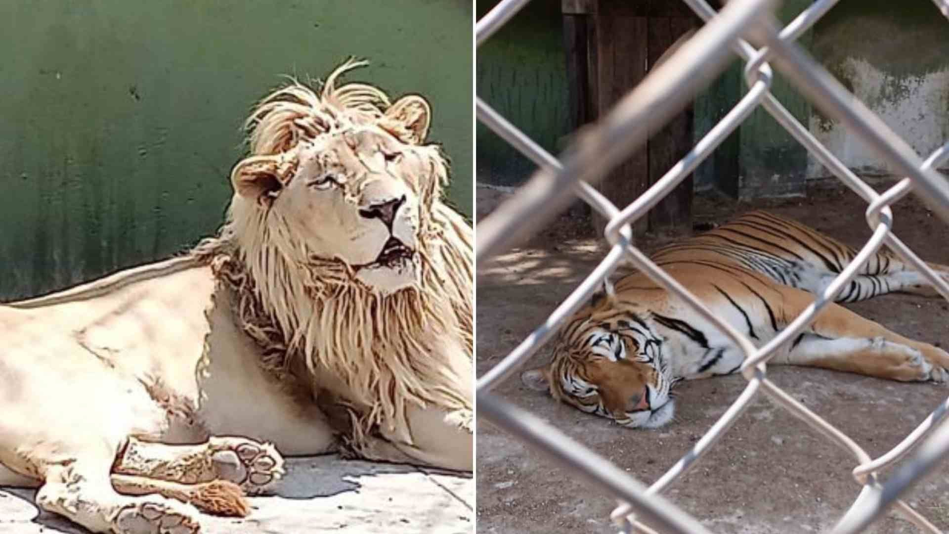 Animales decomisados en cateo en Huixquilucán