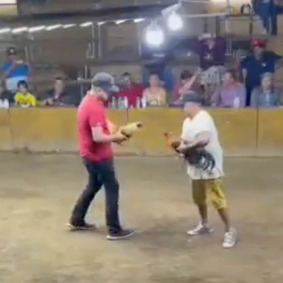 Gallo de pelea ataca a su dueño en Colima