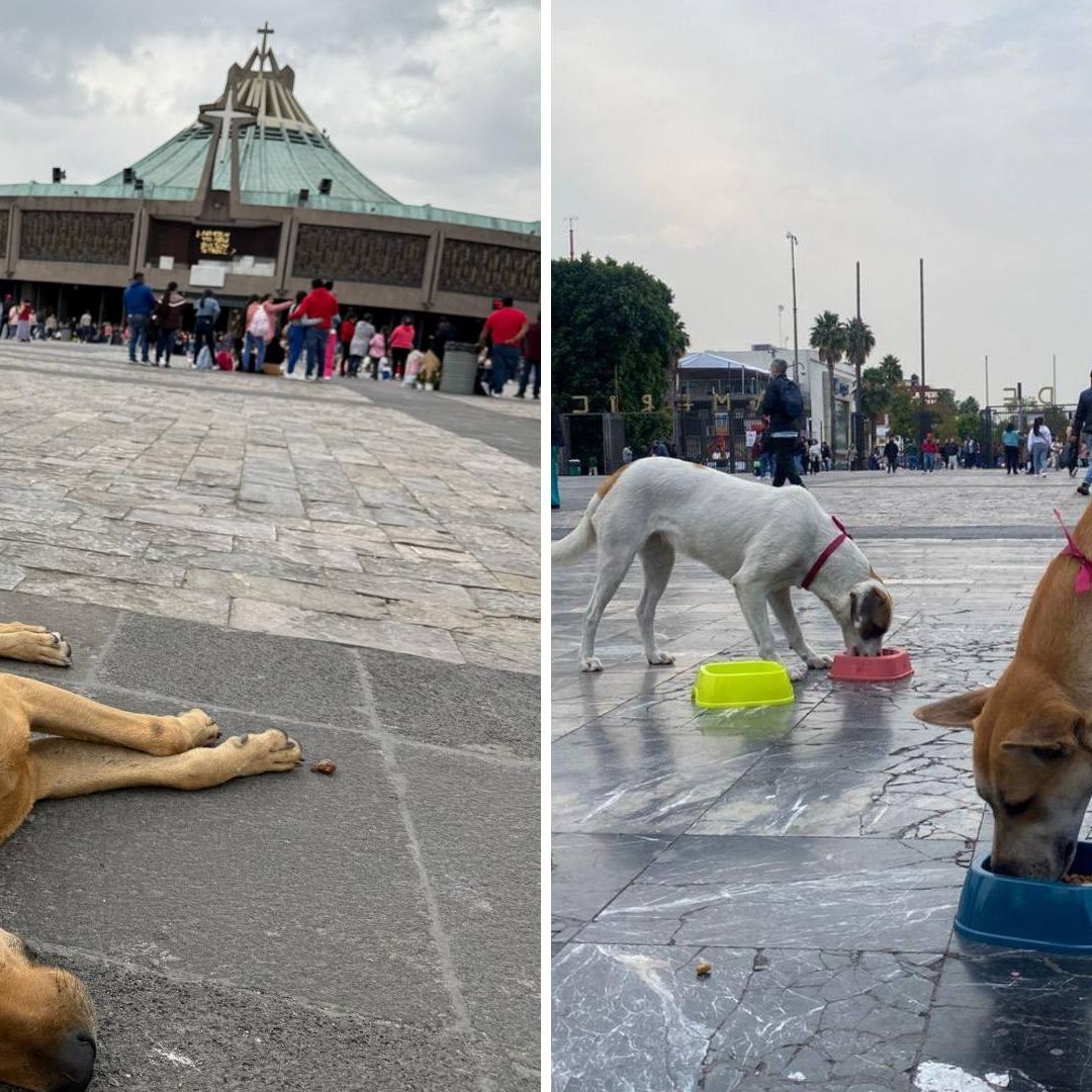 Perros Peregrinos: ¿Dónde Está el Módulo para Resguardar a “Lomitos” Abandonados en La Villa?