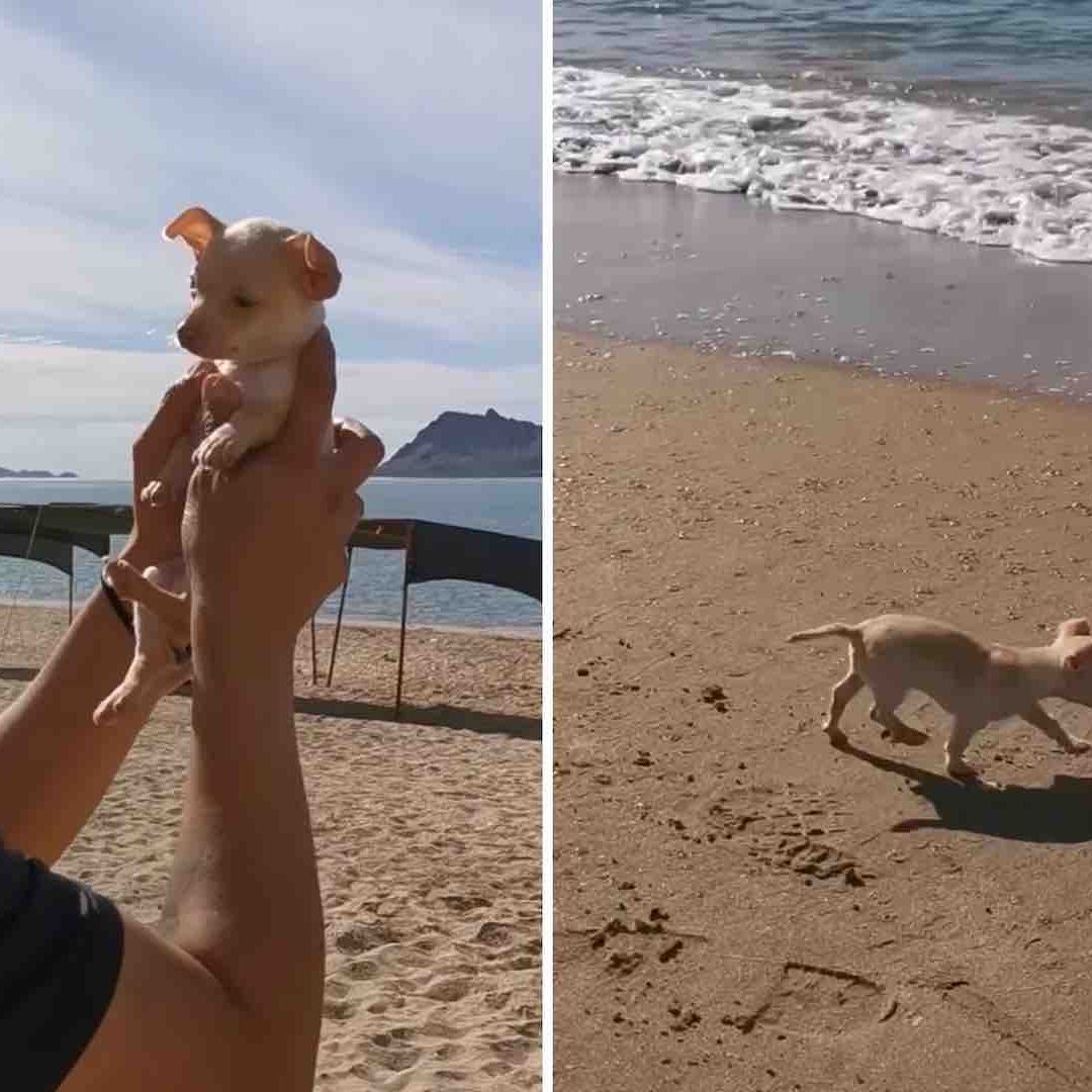 Perro Sansón conoce el mar de Cortés
