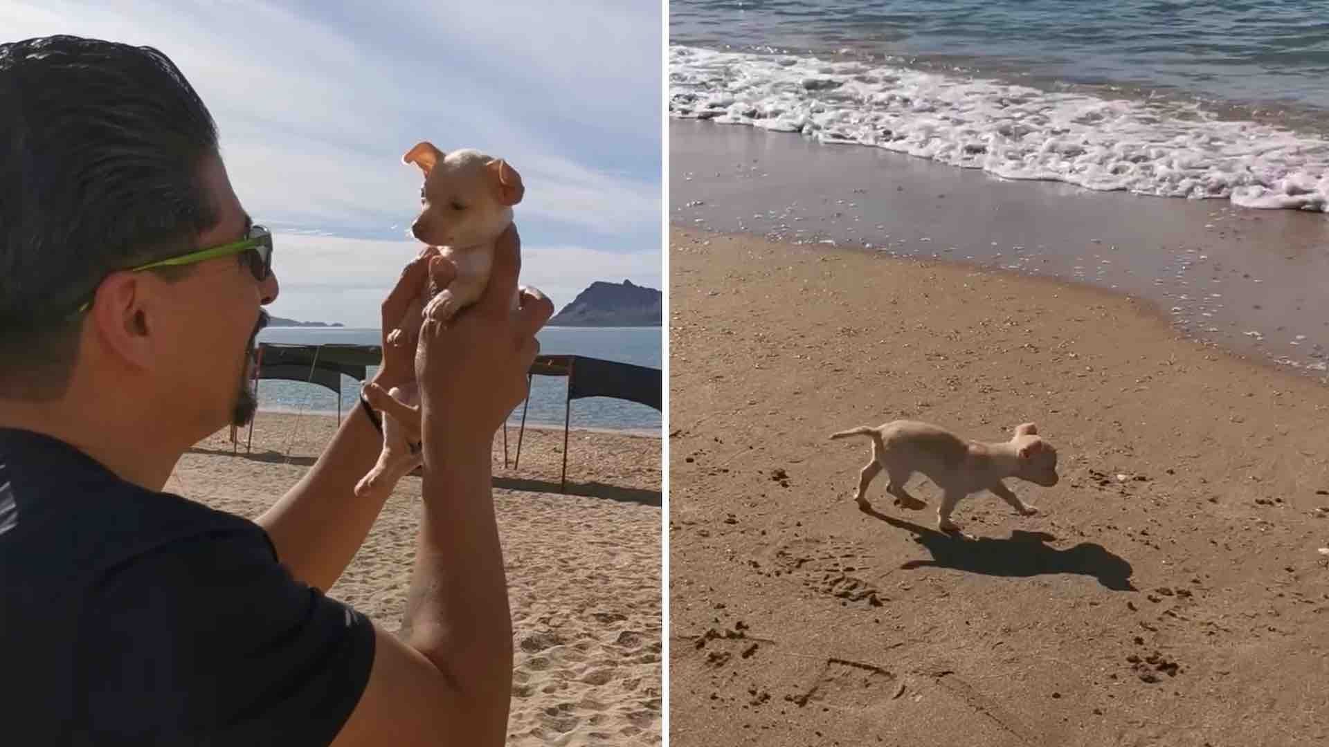 Perro Sansón conoce el mar de Cortés