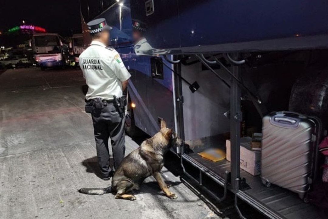 Perrito Detecta Papel Para Falsificar Billetes de 500