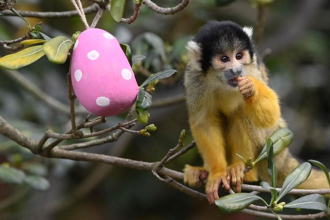 Zoológico de Londres Sorprende con Huevos de Pascua a sus Animales