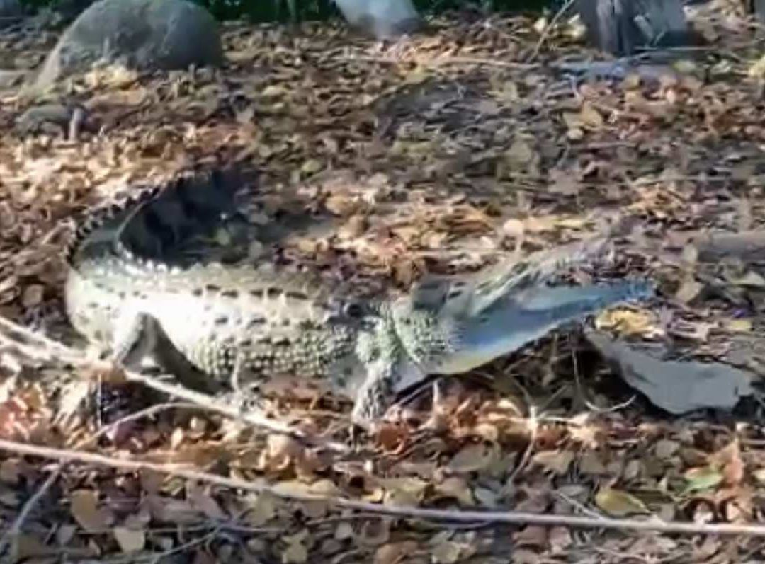 Cocodrilo de 2 Metros es Capturado en Puerto Escondido
