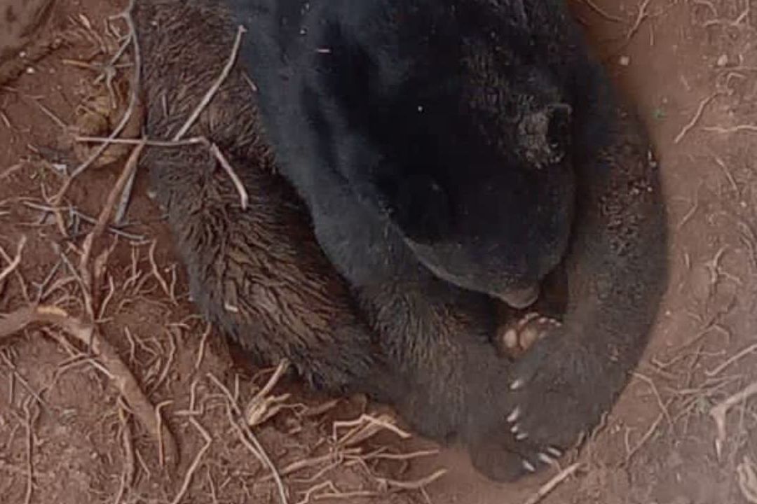 Liberan oso tras caer a fosa en mina abandonada