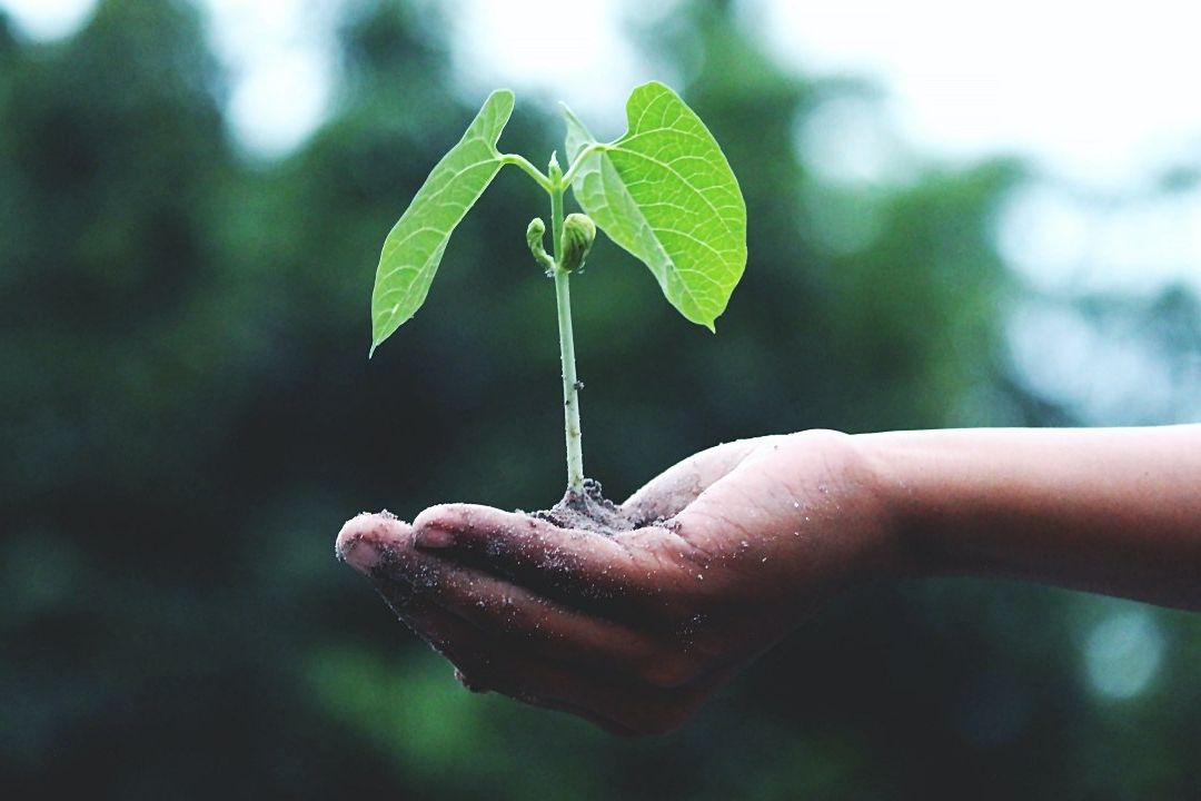 Google apuesta por la herramientas con inteligencia artificial para mitigar el cambio climático