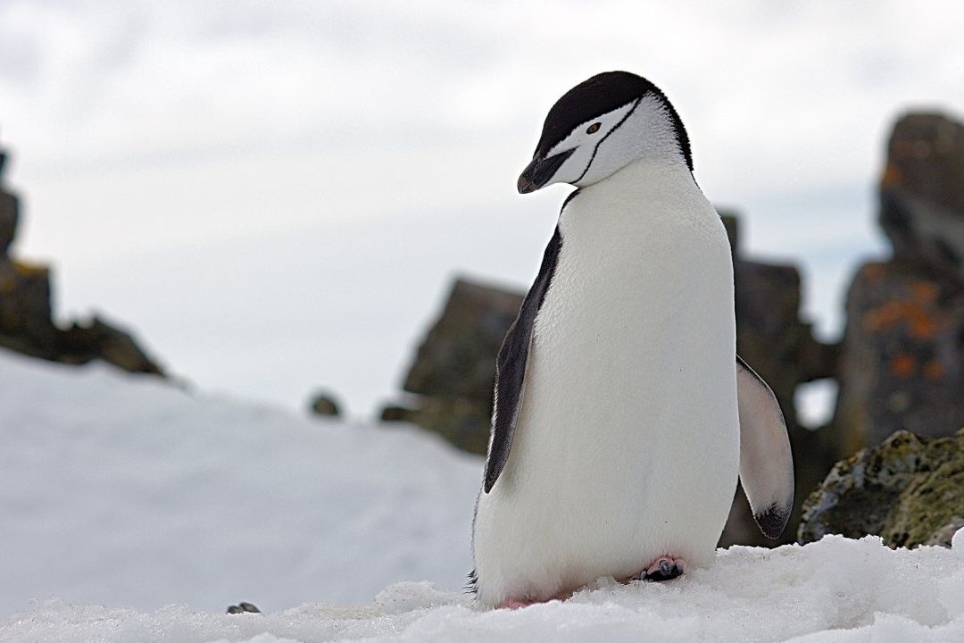 Los pingüinos ayudan a reciclar hierro en aguas de la Antártida