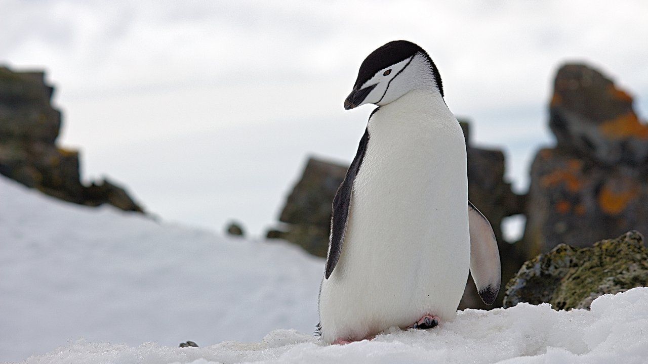 Los pingüinos ayudan a reciclar hierro en aguas de la Antártida