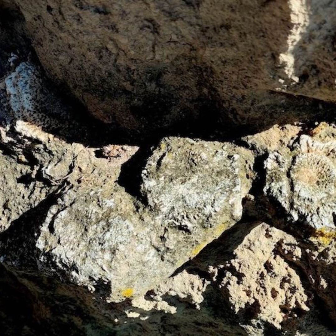 INAH Descubre Fósiles de Megafauna del Pleistoceno Tardío en Acatzingo Puebla Lobo Terrible y Gliptodonte