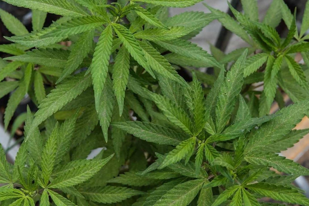 La multa por poseer marihuana en México está establecida en la Ley General de Salud