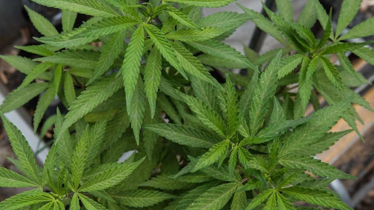 La multa por poseer marihuana en México está establecida en la Ley General de Salud