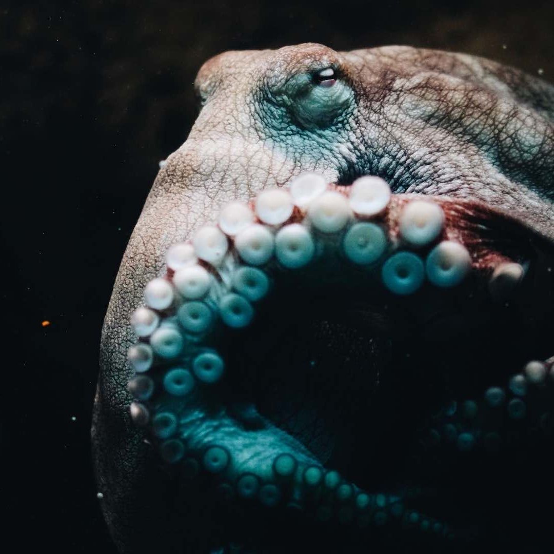 Pulpo fotografiado en un acuario