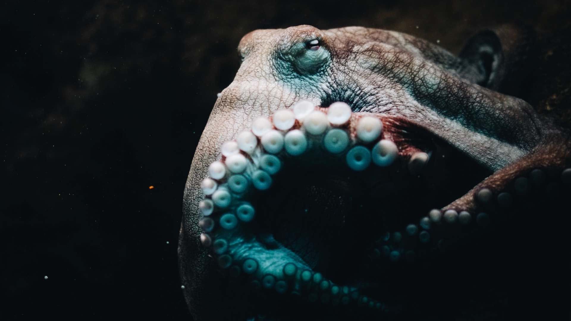 Pulpo fotografiado en un acuario