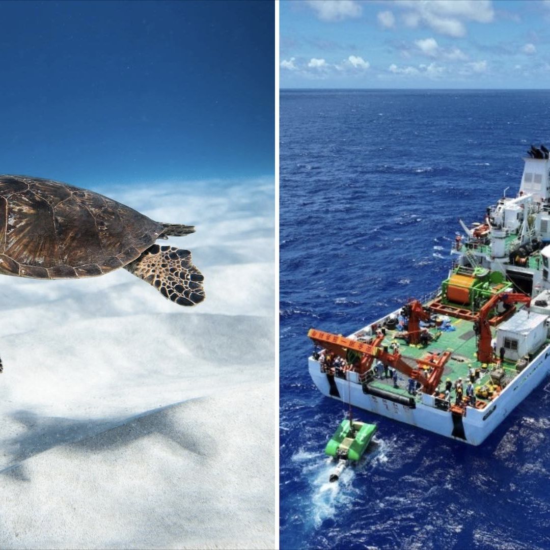 La minería submarina reduce hasta un 37% las especies en las zonas donde se practica