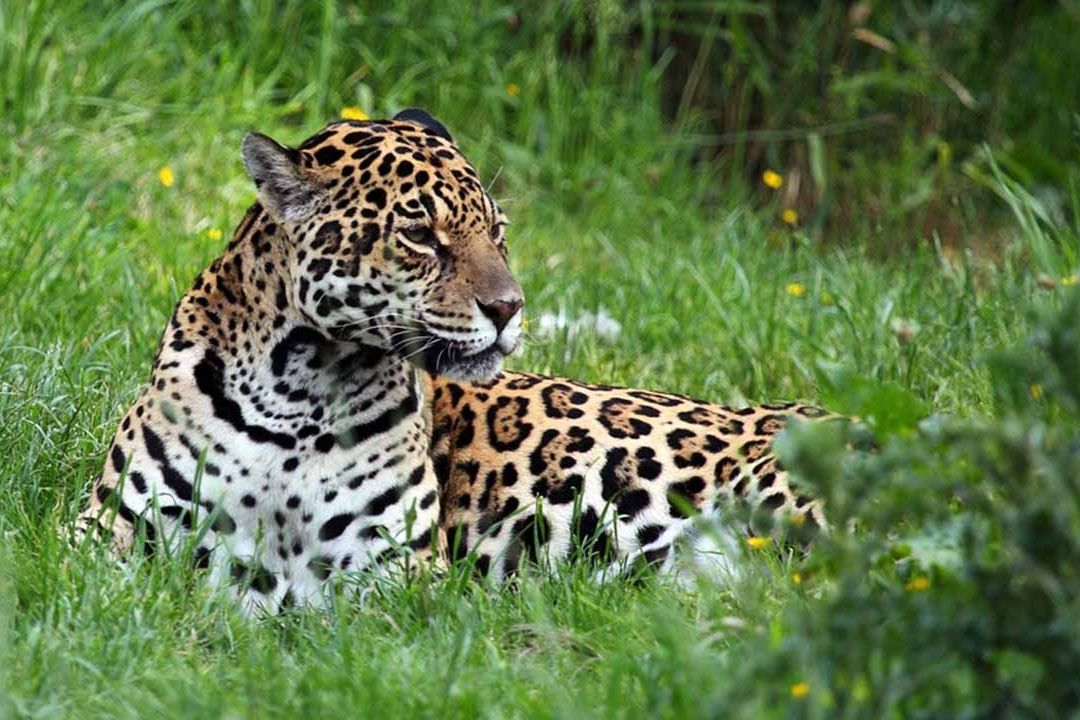 La Guardia Nacional realiza operativos de protección en la reserva del jaguar en Tulum, Quintana Roo
