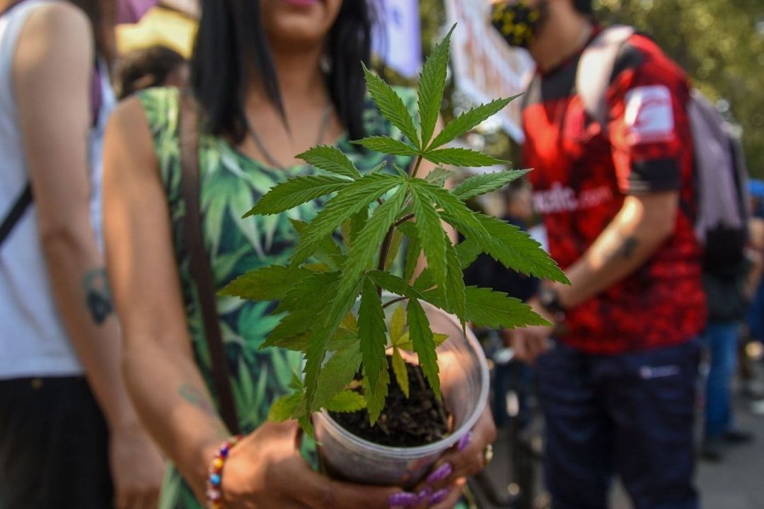 En México puedes portar hasta 5 gramos de marihuana sin ser detenido