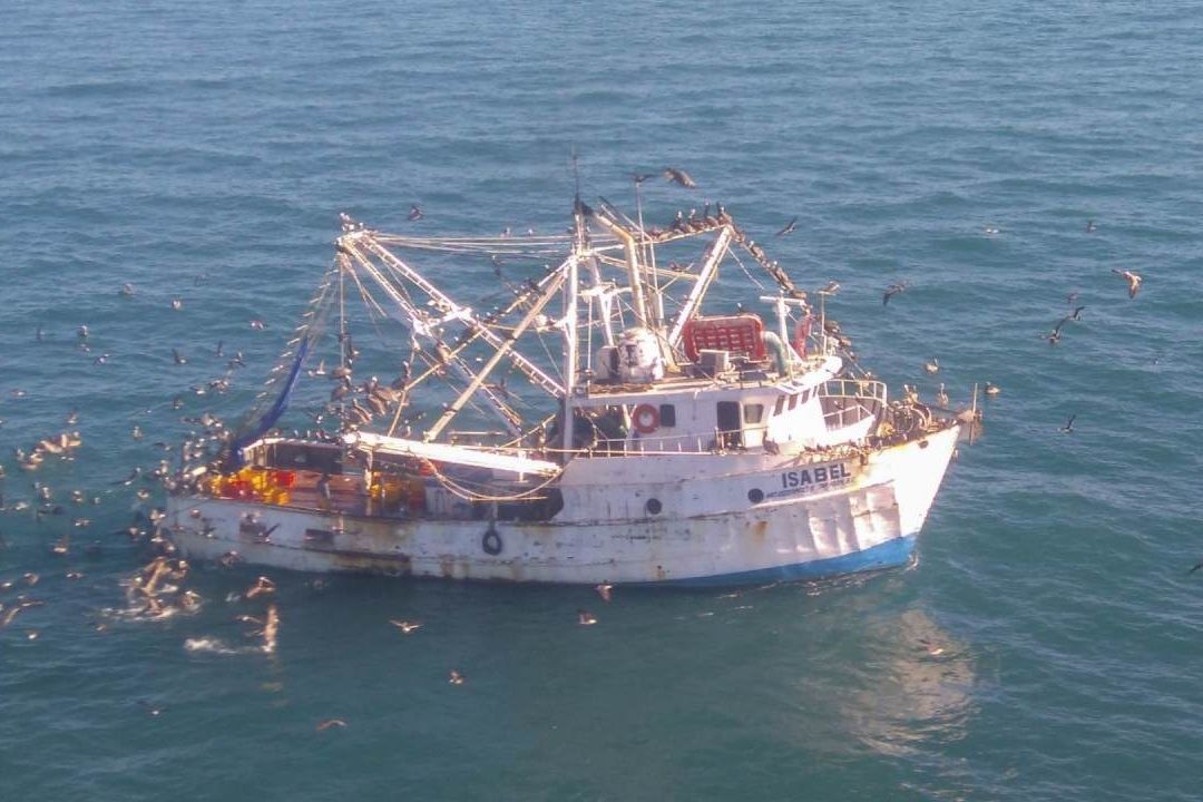 Elementos de Profepa vigilan refugio de la vaquita marina