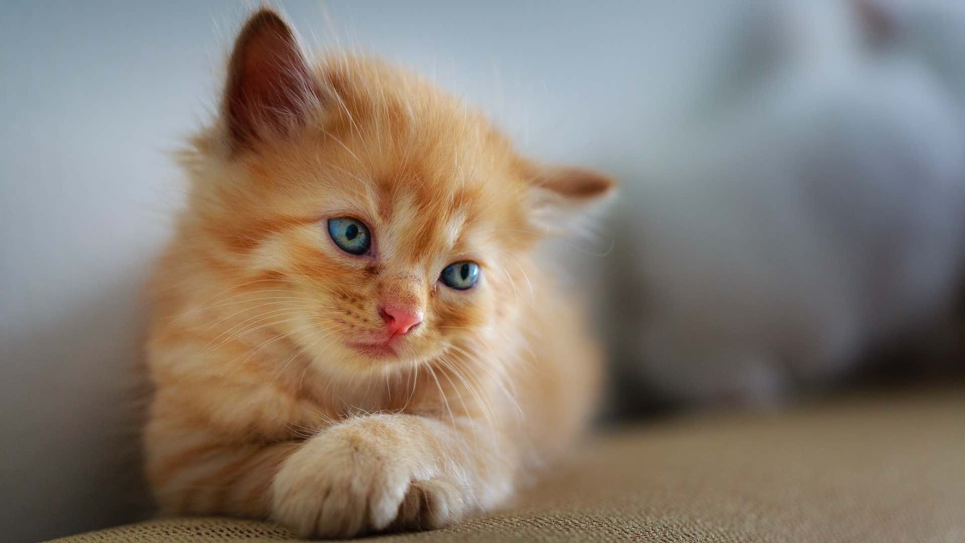 Los gatos siamés son una de las razas más comunes en el mundo