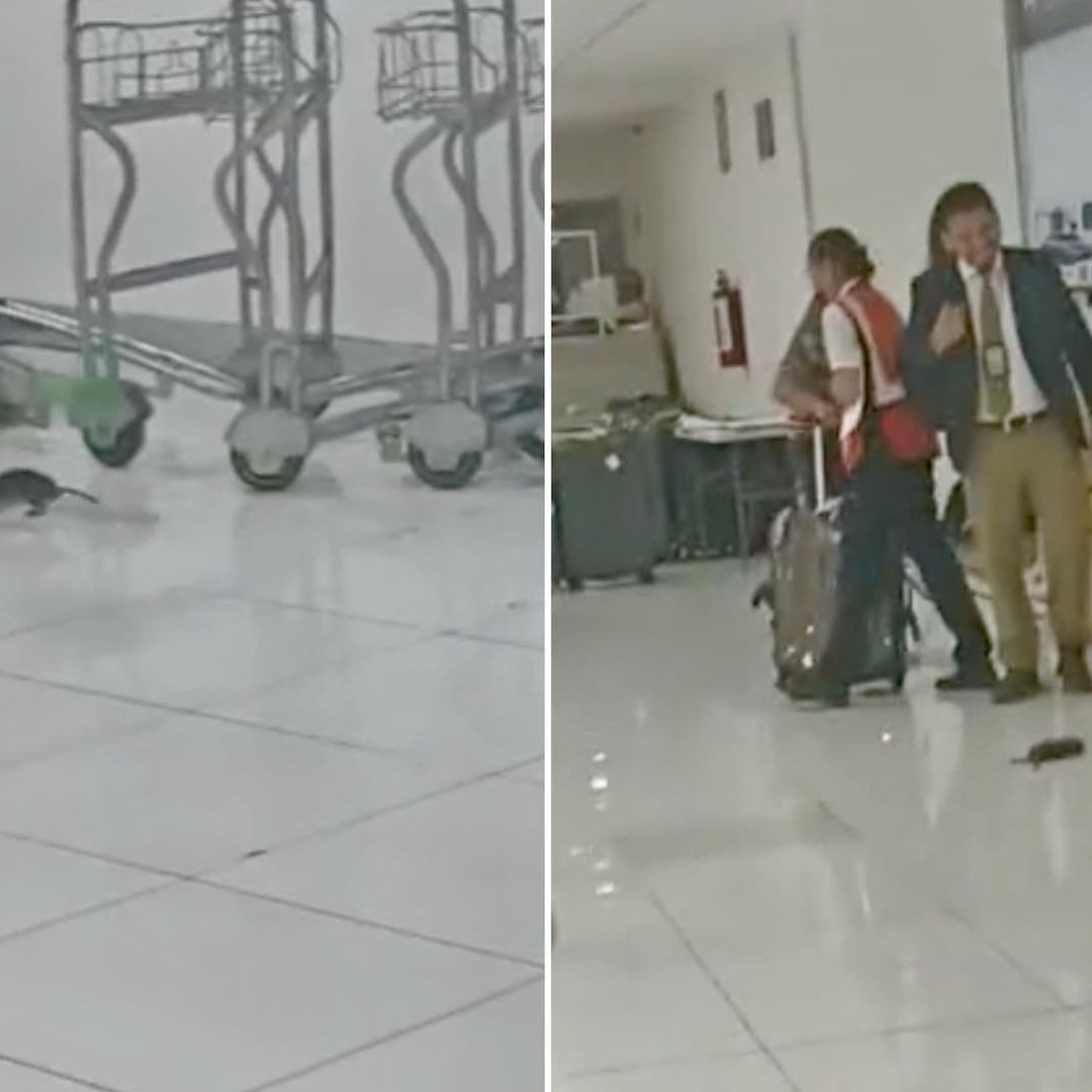 Rata aterroriza a pasajeros del AICM en video