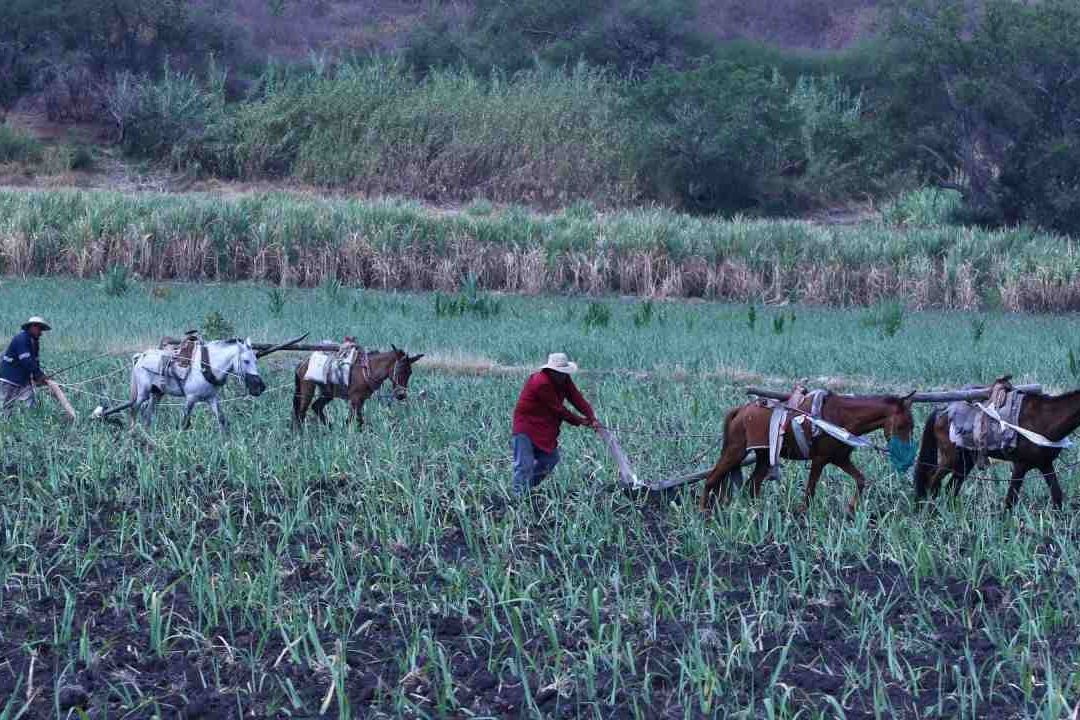 AMLO dice que el cierre de la Financiera Rural es para impedir la corrupción