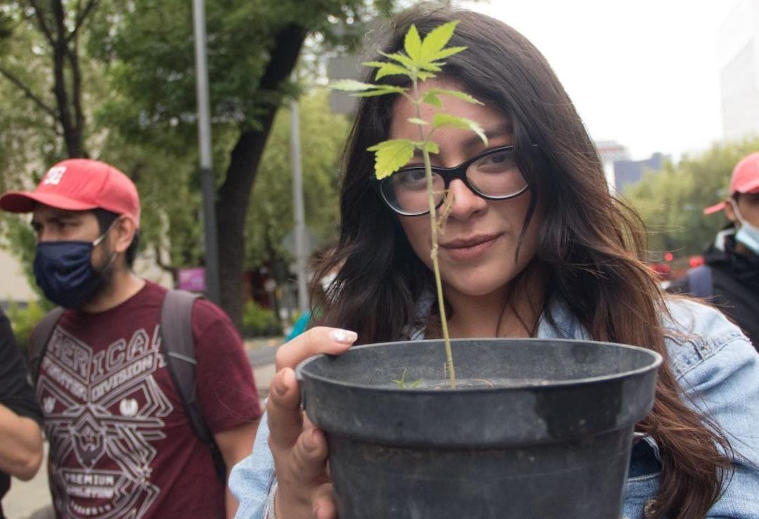 Cómo tramitar el permiso de portación de marihuana.