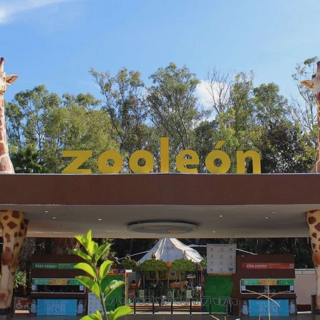 Zoológico de León cierra ante denuncias de maltrato animal tras muerte de 24 borregos