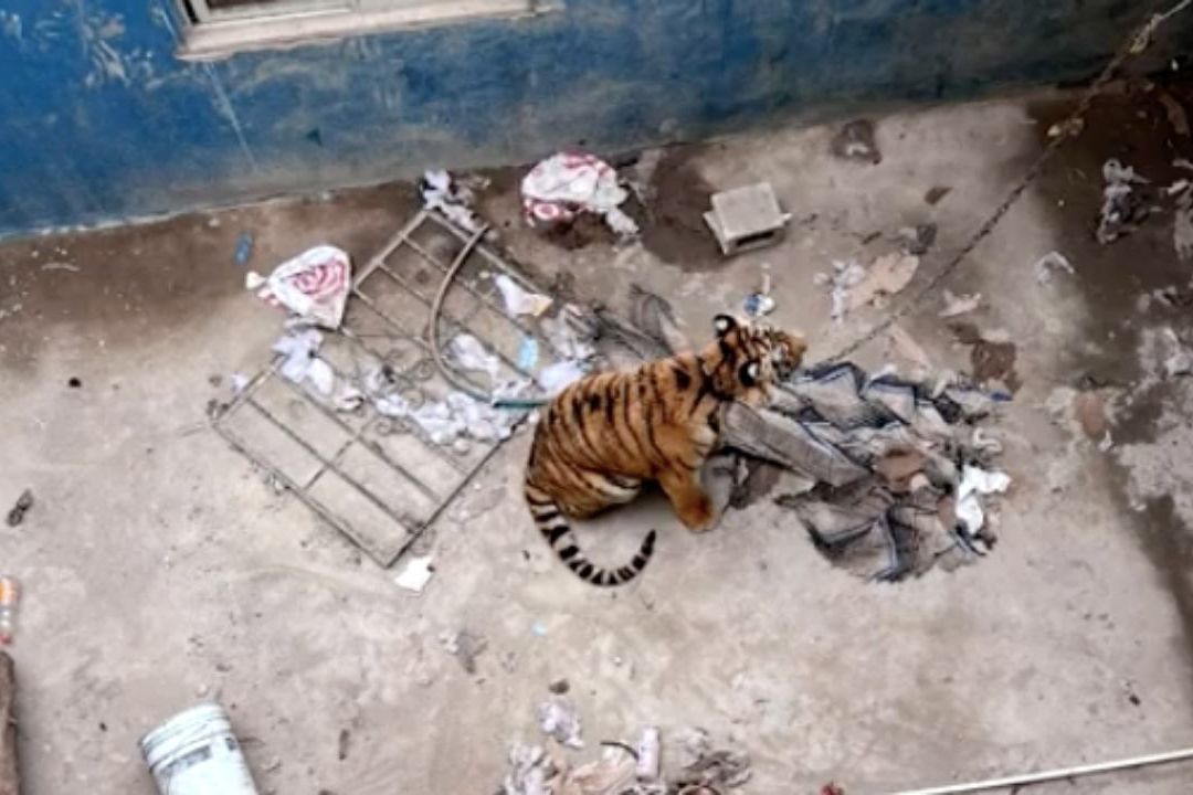 El Tigre de Bengala fue encontrado abandonado en un predio en obra negra al norte de Tijuana, Baja California por autoridades federales.