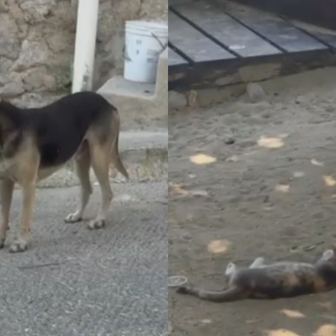 Miles de Perros y Gatos Callejeros Deambulan en el Puerto de Acapulco, Guerrero