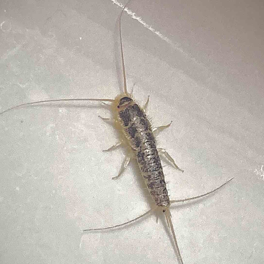 El pececillo de plata es un insecto inofensivo pero algunas personas son alérgicas a él