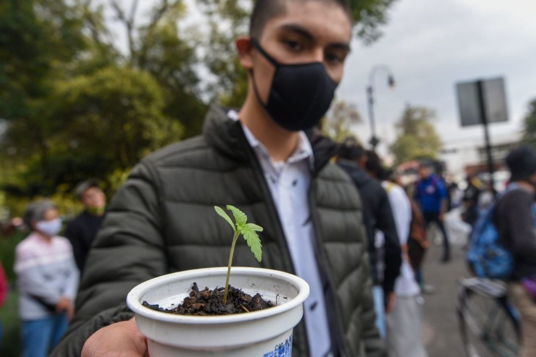 El 4 20 y el 7 10 son códigos muy utilizados por los consumidores de marihuana a nivel mundial