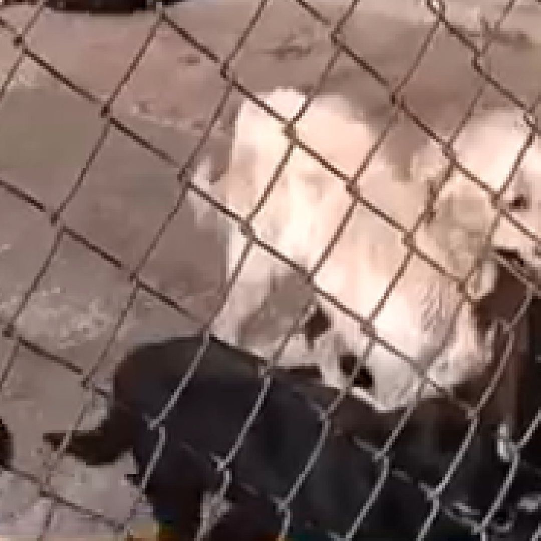 Más de 200 perros en un albergue quedaron desamparados tras la muerte de su cuidador