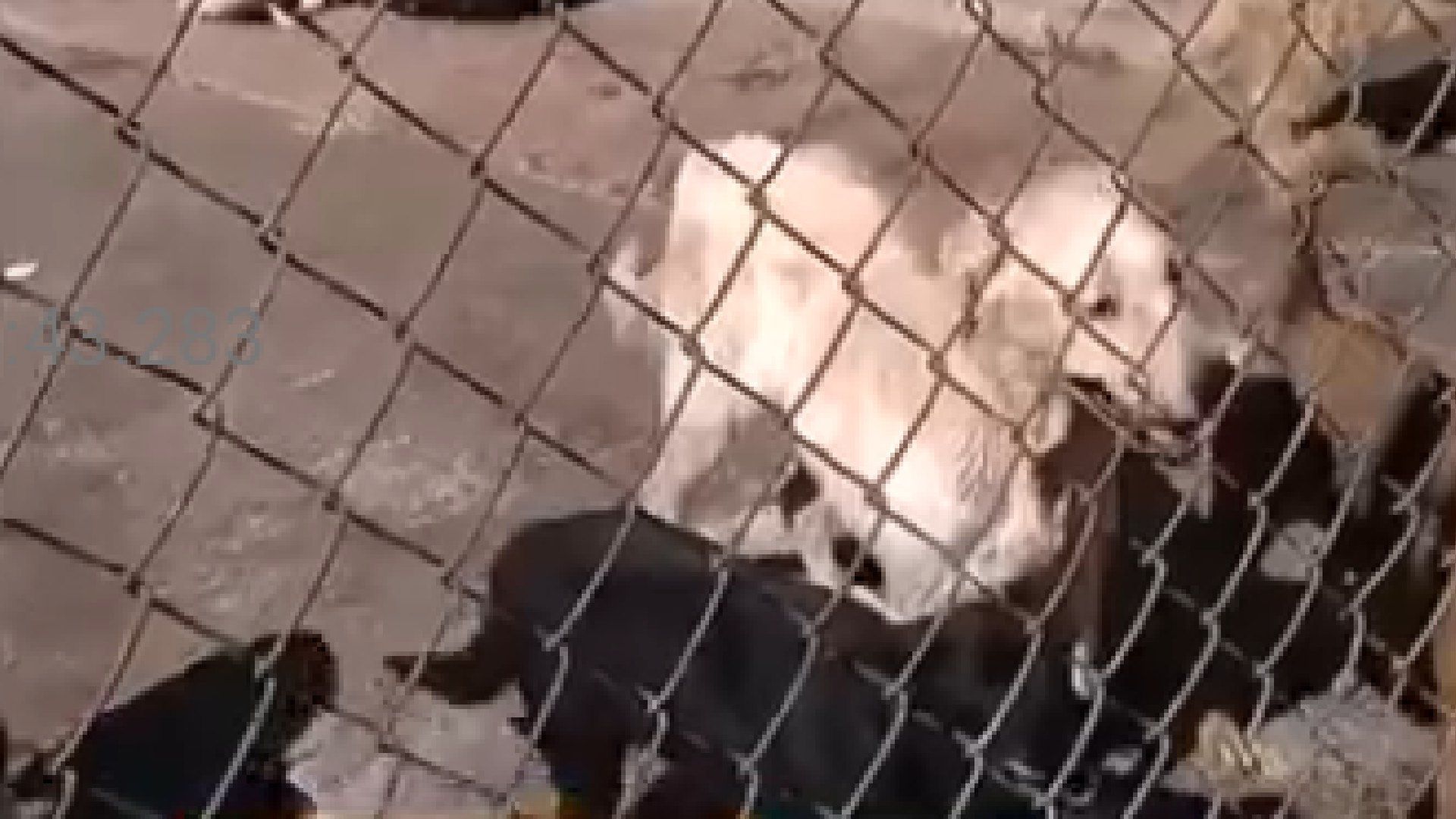 Más de 200 perros en un albergue quedaron desamparados tras la muerte de su cuidador