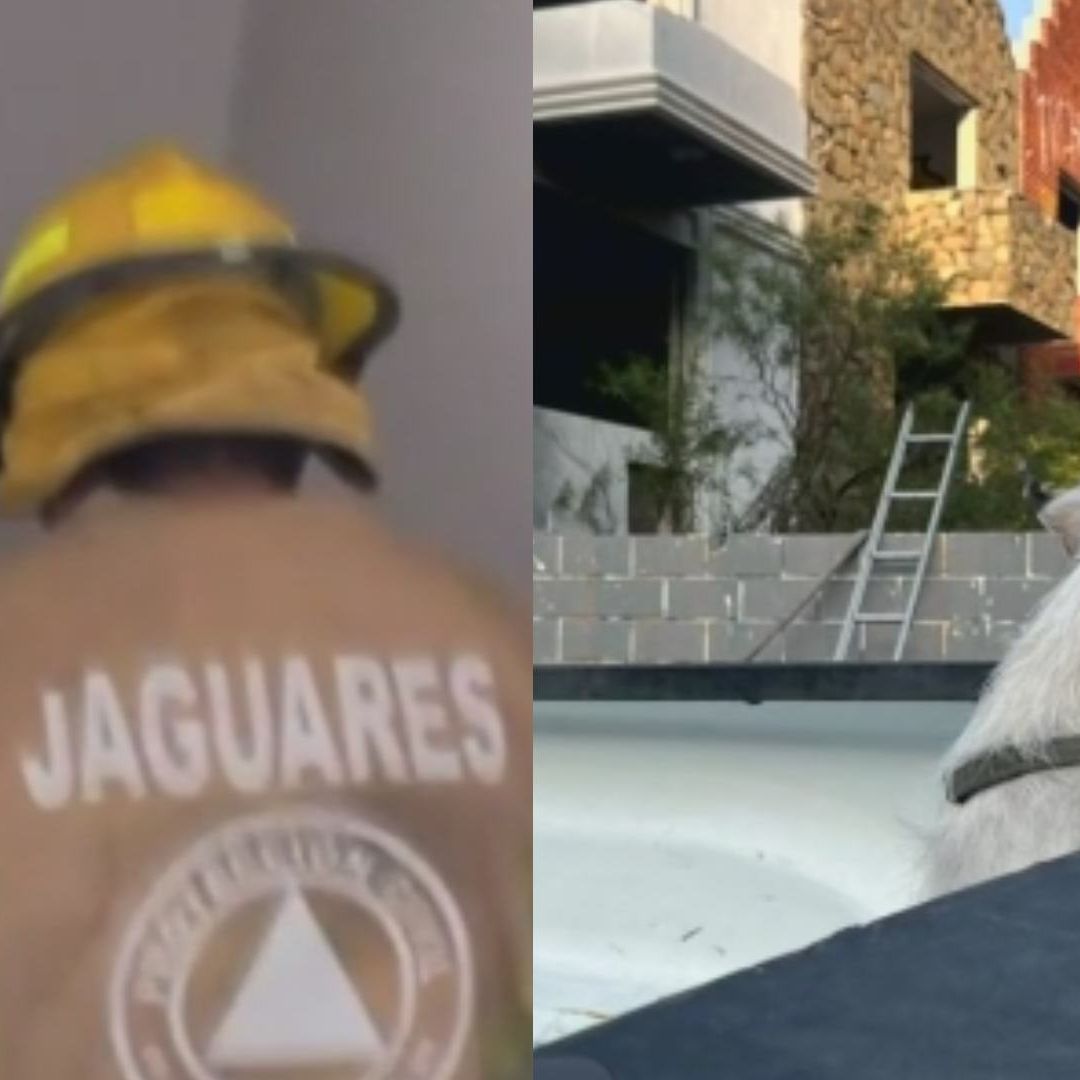 Perrito rescatado de incendio en Santa Catarina