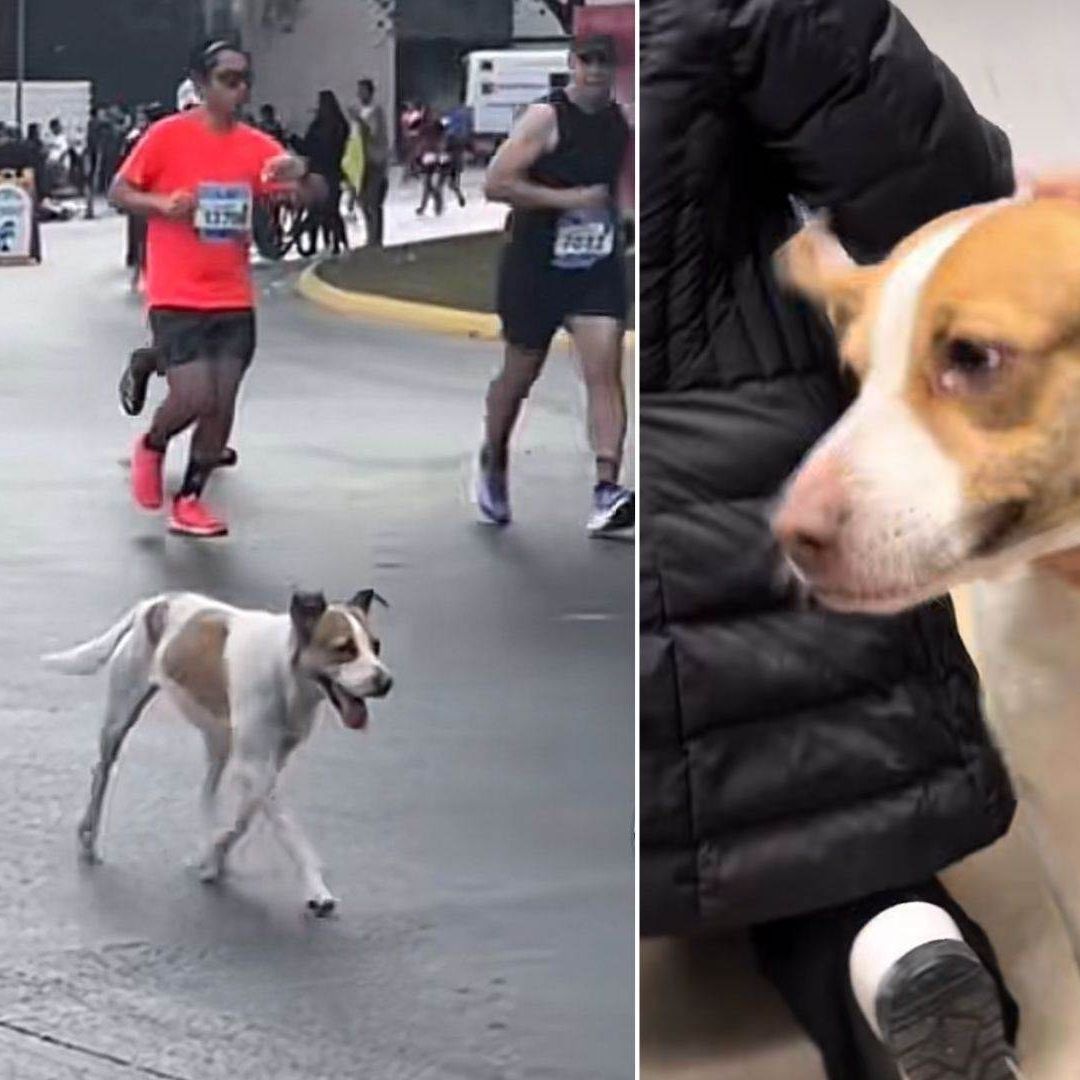 Perrita Corre Maratón de 42 Kilómetros en Monterrey y se Vuelve Viral: Buscan que sea Adoptada