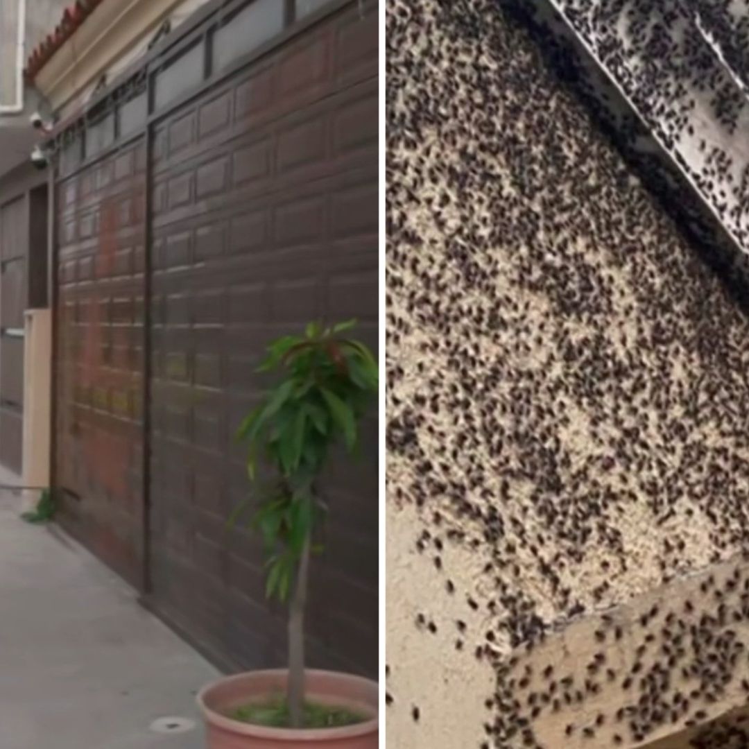 Crece Plaga de Moscas en Fraccionamiento de Tizayuca, Hidalgo; Advierten Riesgo Sanitario