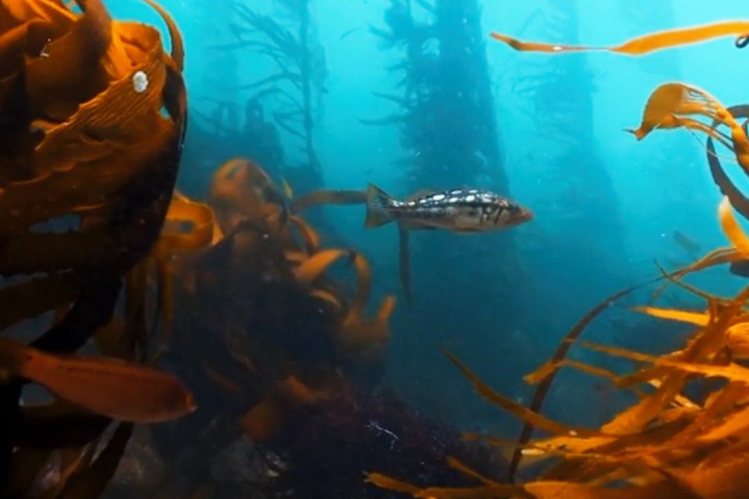 Bosques de Kelp: Selvas en las profundidades Marinas