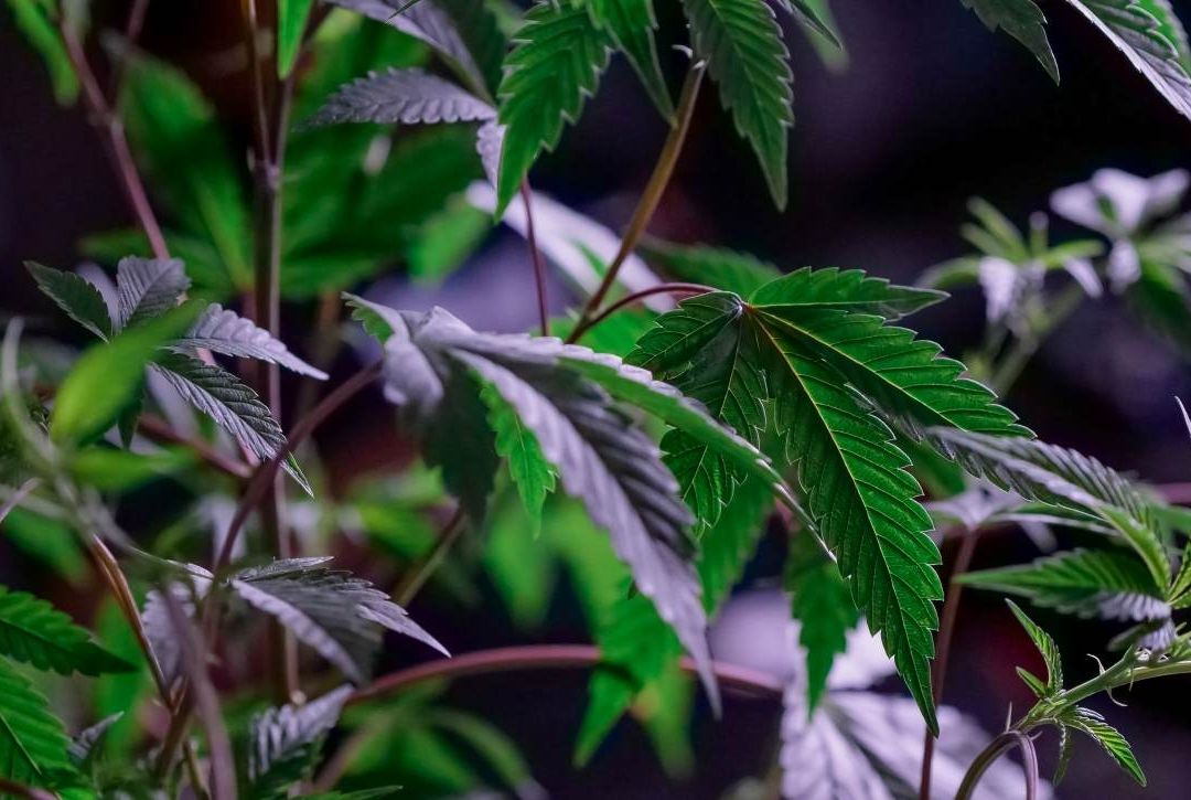 Así es el laberinto legal para obtener un permiso para uso recreativo de marihuana